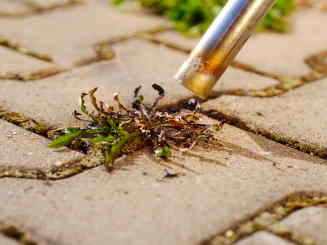 burning weeds up close with weed burner