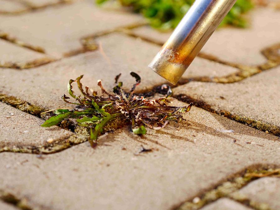 burning weeds up close with weed burner