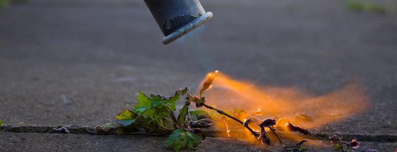 Weed burning using a torch