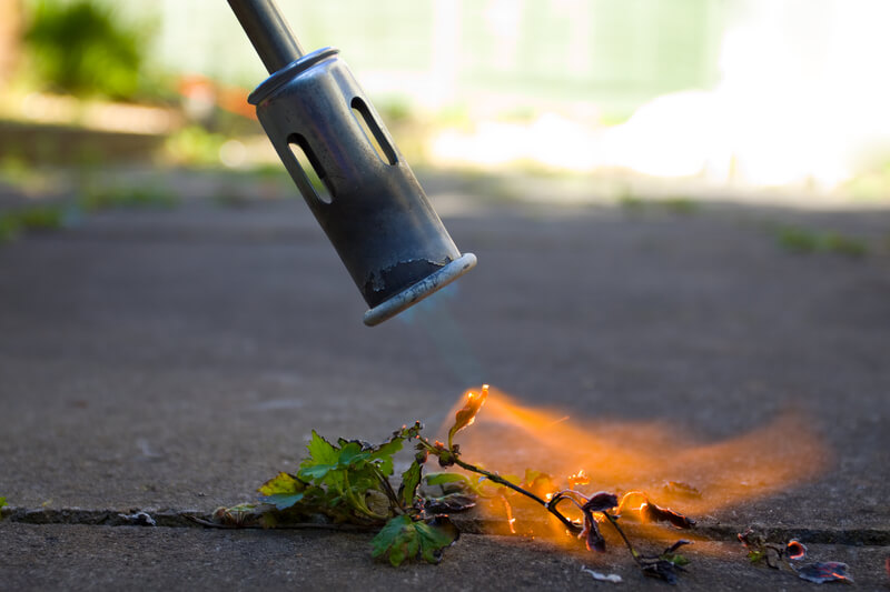 Weed burning using a torch